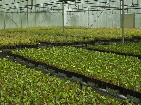 Plantações saudáveis de eucalipto